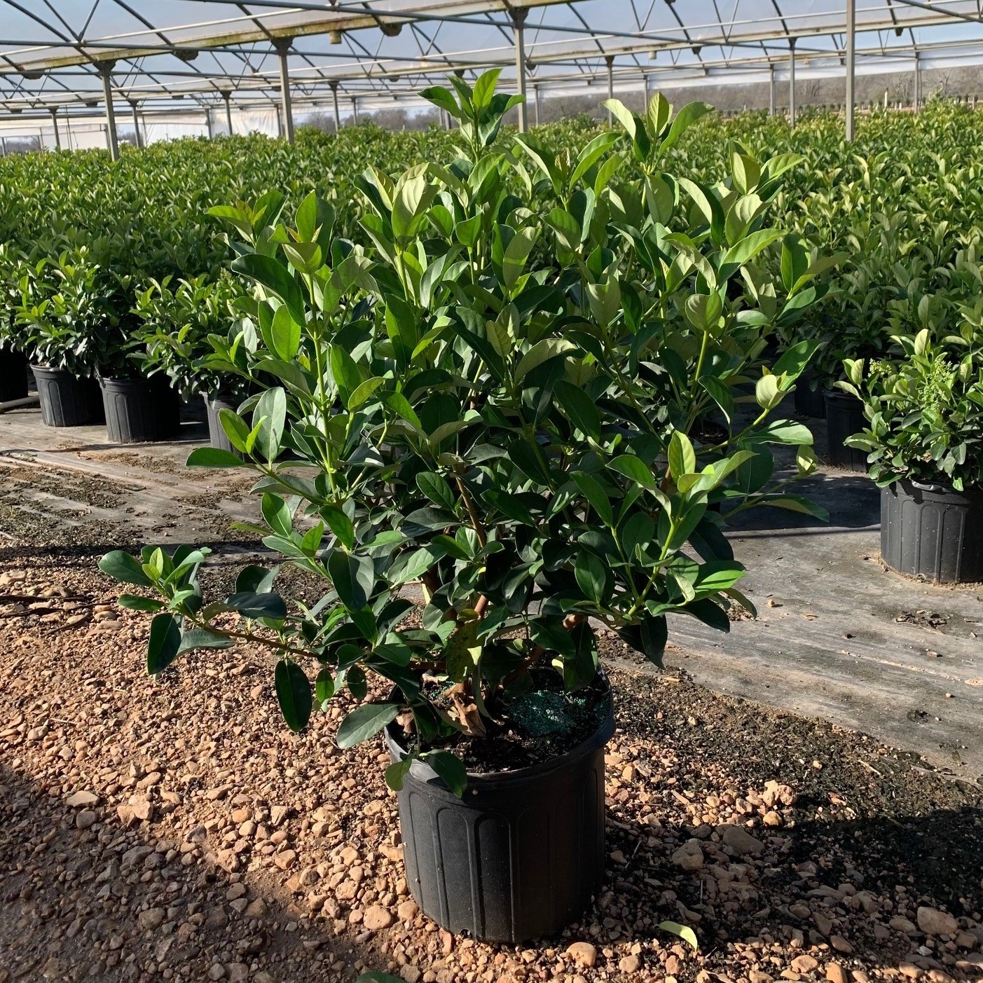 Sweet Viburnum